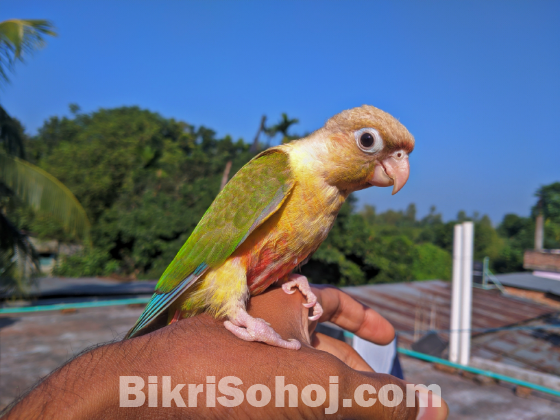 pineappale conure